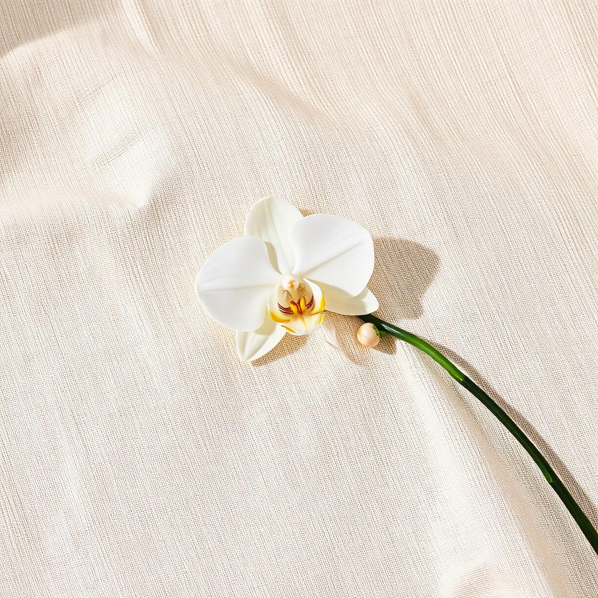 Orquídea branca sobre tecido bege